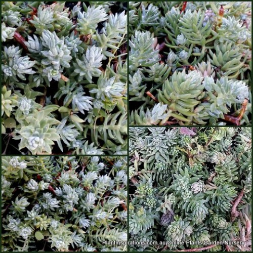 Sedum Blue Spruce x 1 Succulents Plants Groundcover Hanging basket Silver Foliage White Succulent Petrosedum rupestre stonecrop 